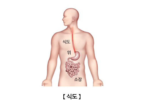 식도