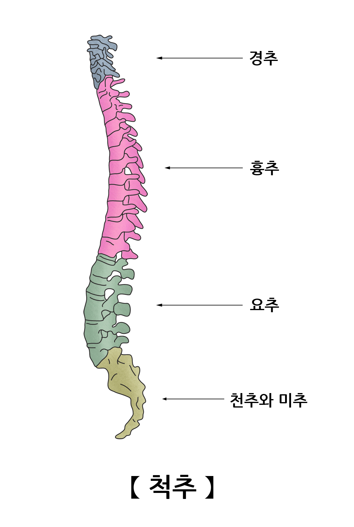 척추